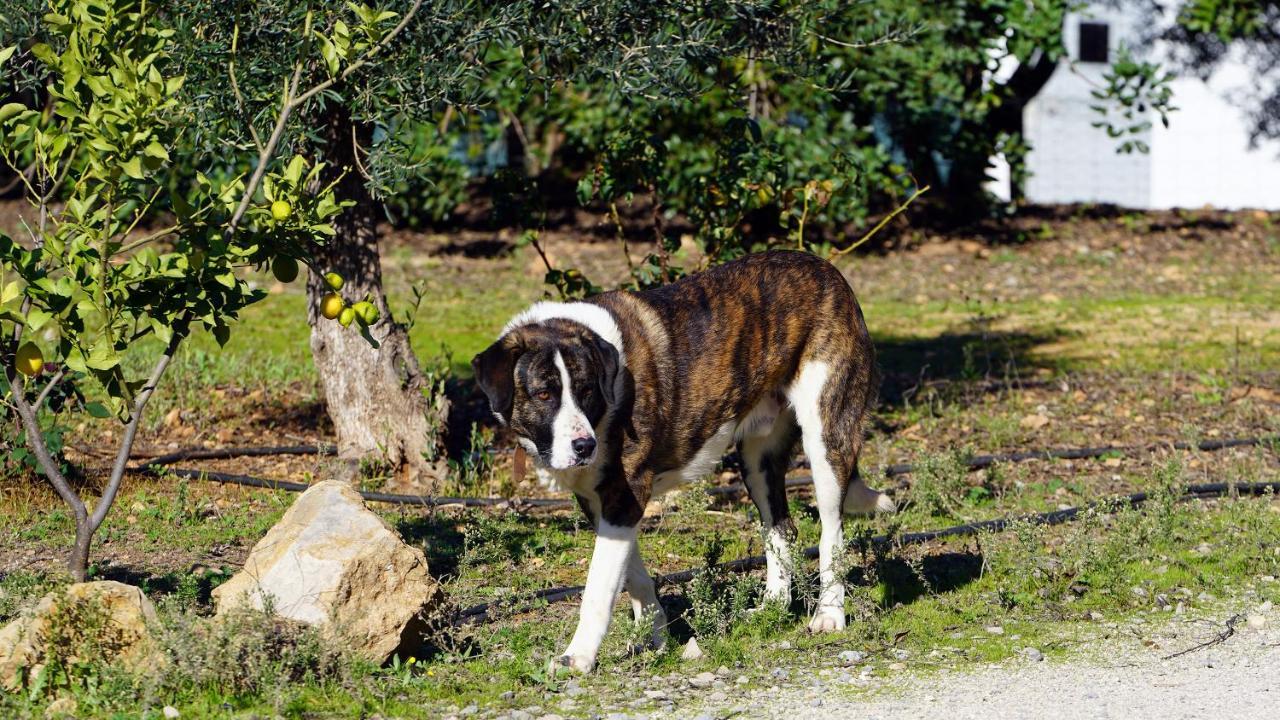 Hotel Rural Quinta Do Marco - Nature & Dining Tavira Buitenkant foto